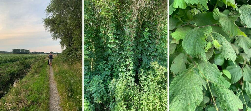 collage of three images side by side. Left: family walking alongside a German field. middle: image of wild blackberry bushes. right: close up of a blackberry beginning to grow on a bush.