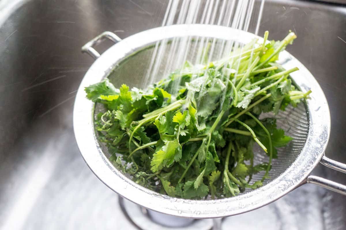 A handful of cilantro rinsed in a sink.