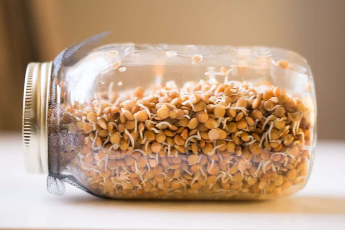 sprouted lentils in a jar