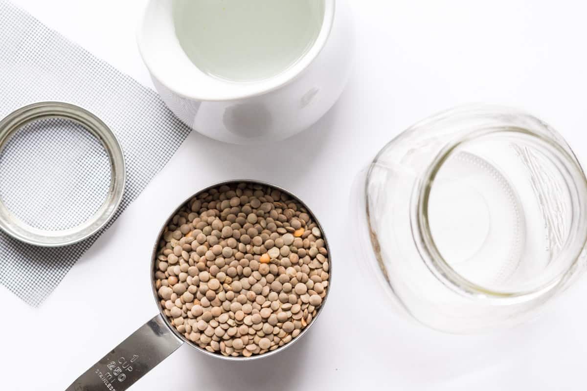 How to sprout lentils (& everything else you need to know)